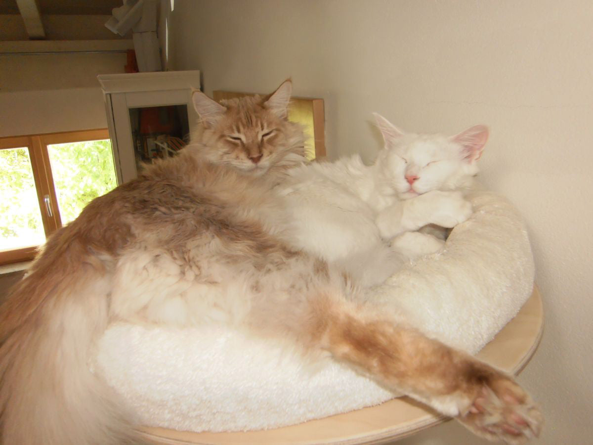 PetFun wall bed for cats