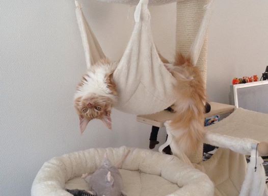 Unterhängematte für Katzen von PetFun