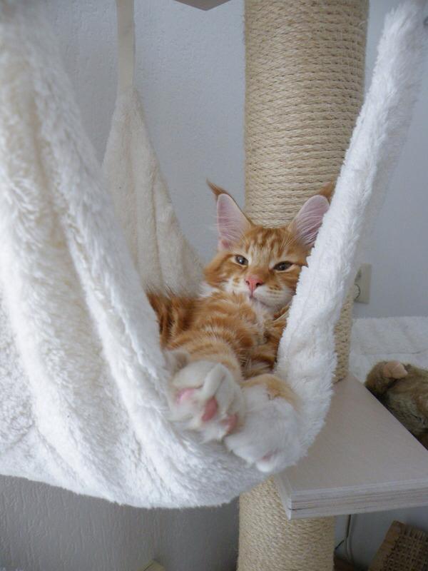 Unterhängematte für Katzen von PetFun