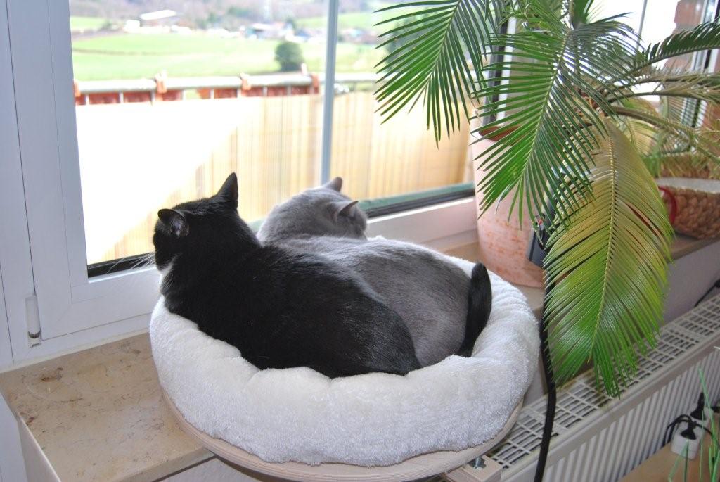 The PetFun window seat lounger