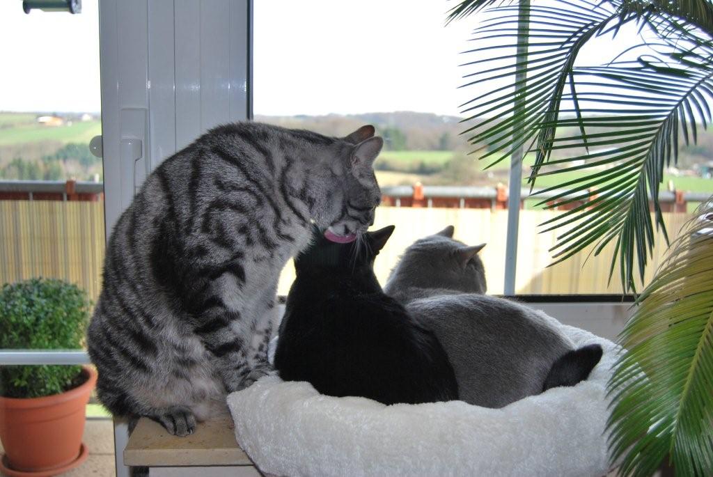 The PetFun window seat lounger