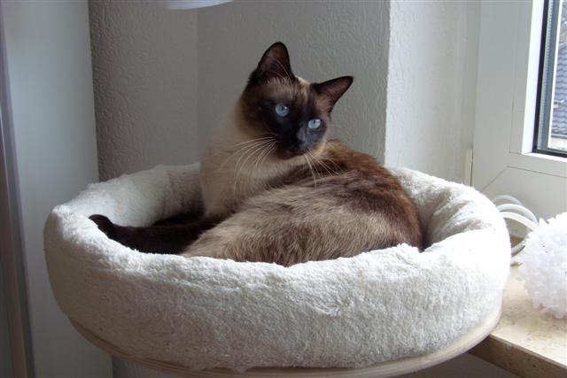 The PetFun window seat lounger