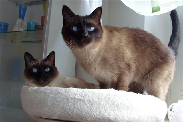 The PetFun window seat lounger