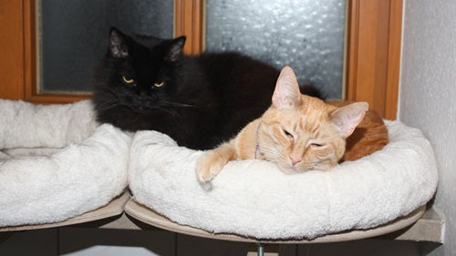 The PetFun window seat lounger