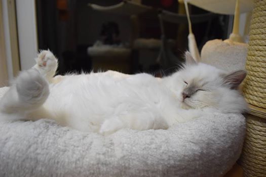 The 52cm sisal barrel system from PetFun