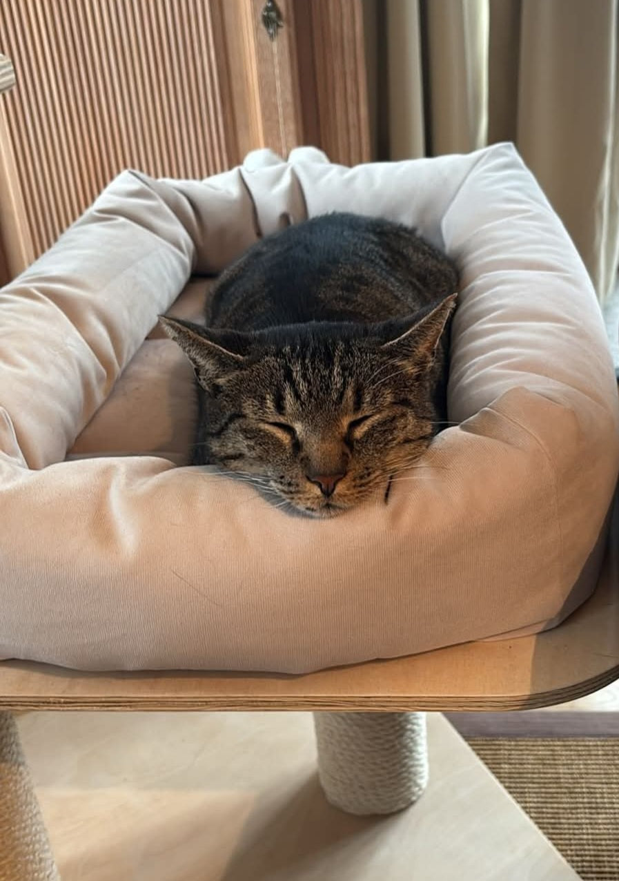 The round/square cat bed from PetFun