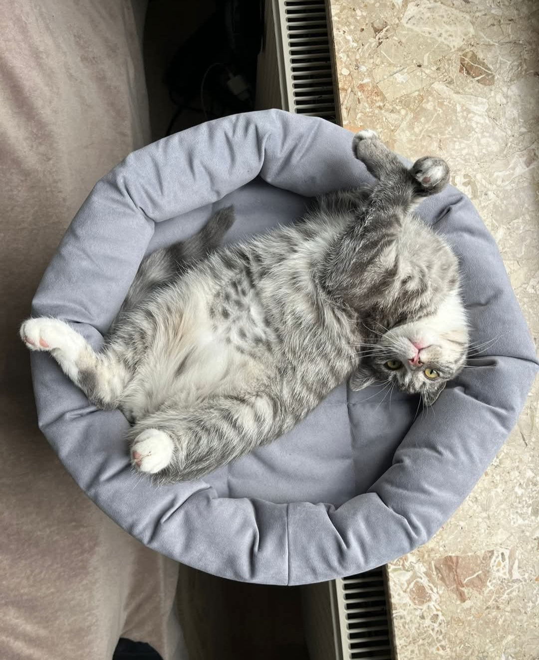 The PetFun window seat lounger