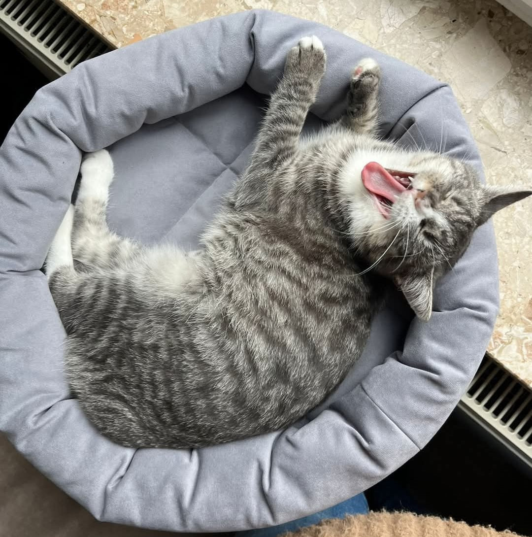 The PetFun window seat lounger