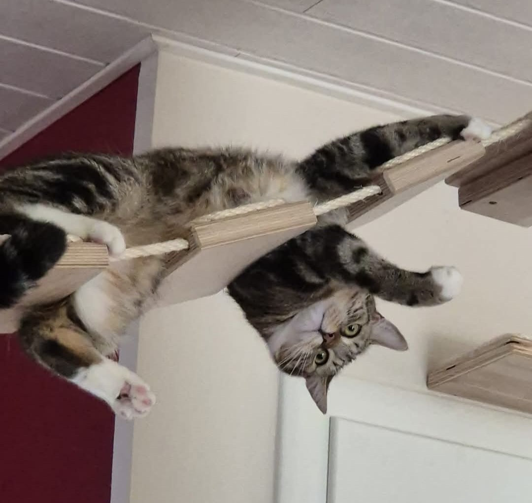 Hängebrücke für Kratzbäume von PetFun