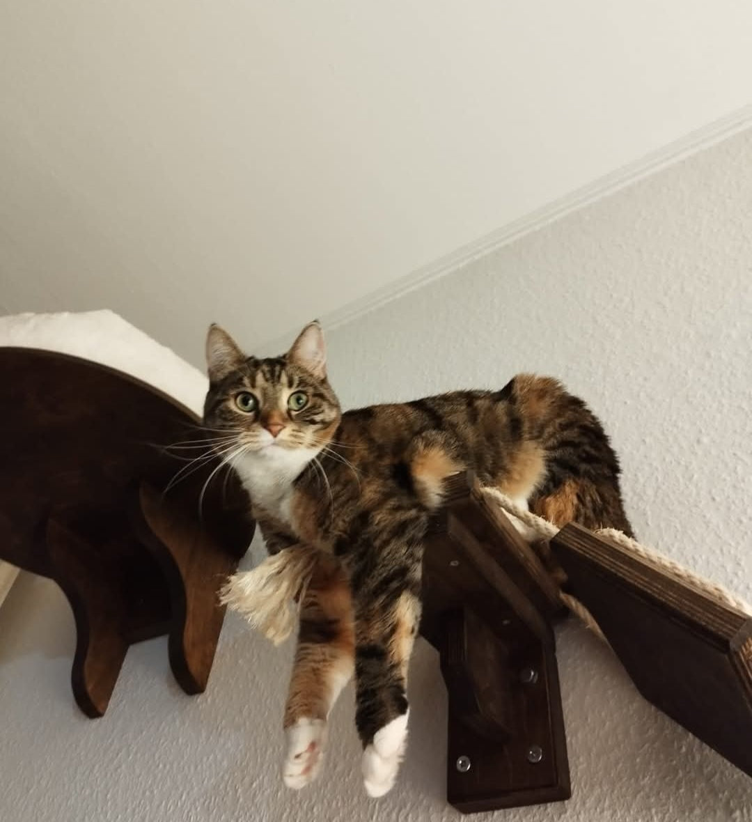 Hängebrücke für die Wand von PetFun