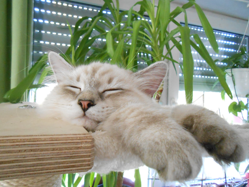 The 52cm sisal barrel system from PetFun