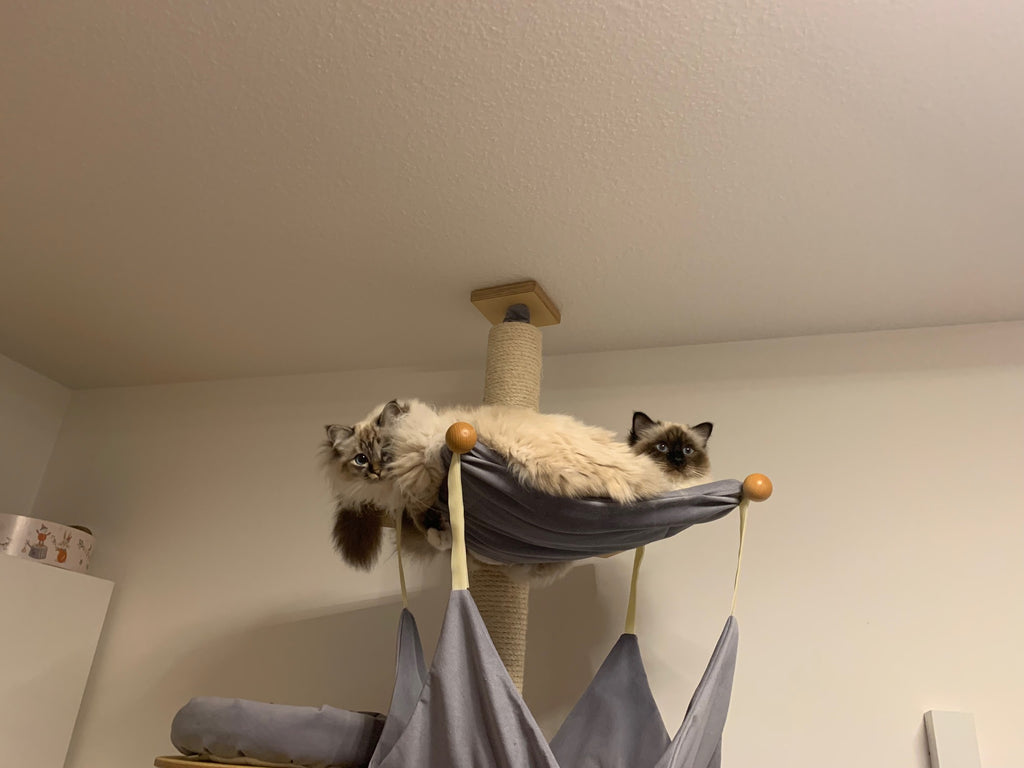 Deckenkratzbaum Janet von PetFun