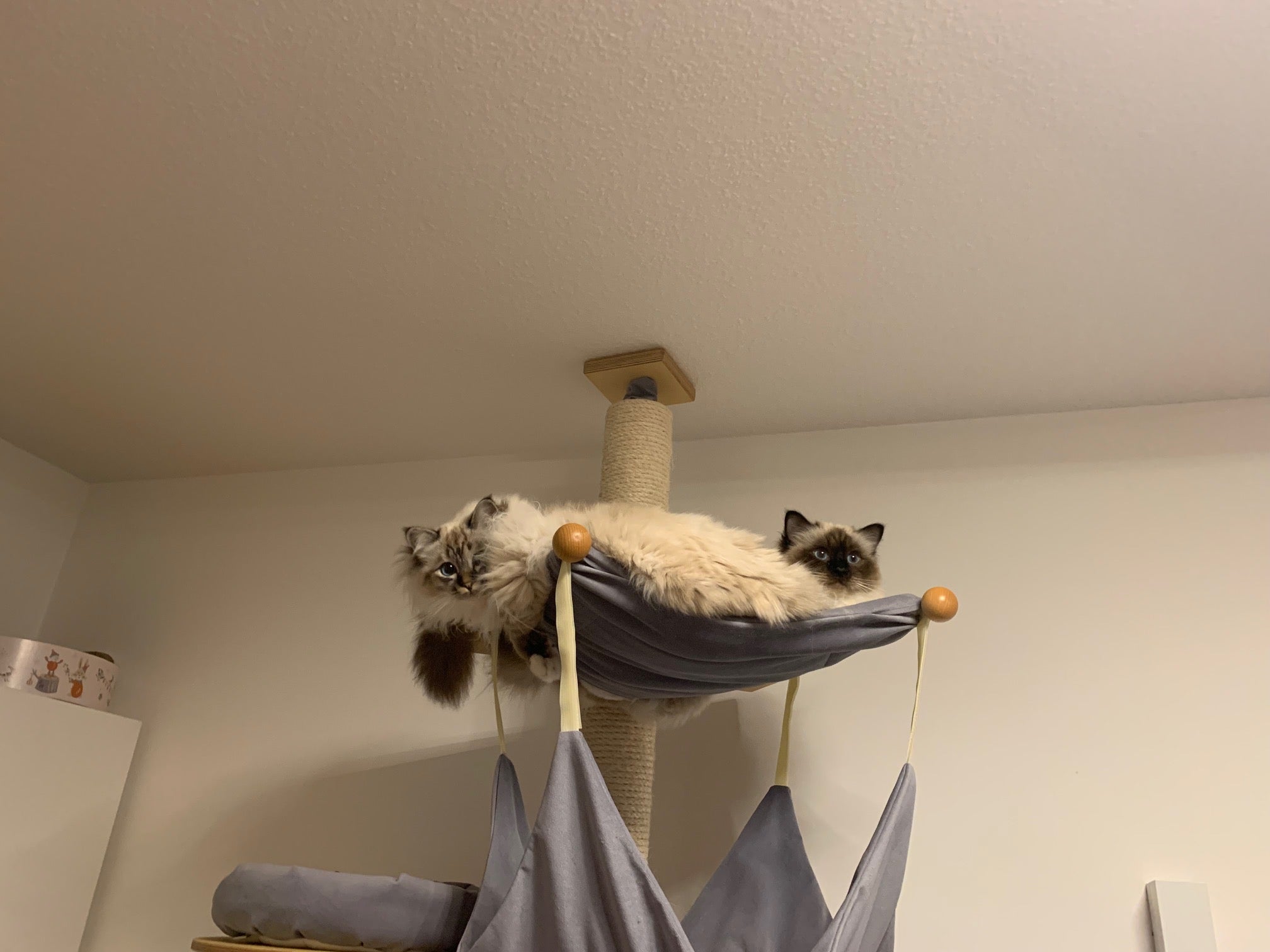 Deckenkratzbaum Janet von PetFun