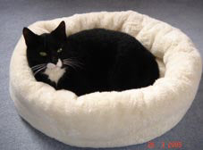The round/square cat bed from PetFun