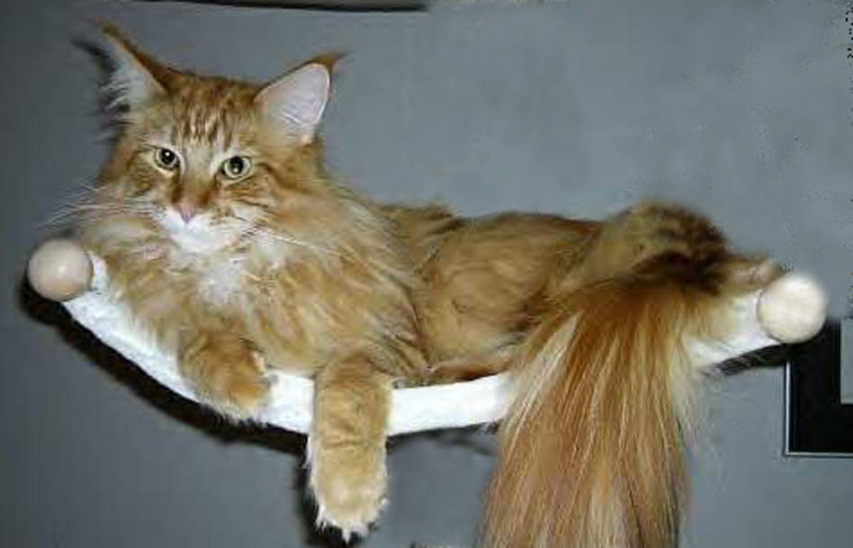The PetFun wall-mounted cat hammock