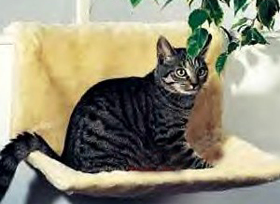 The PetFun heated lounger