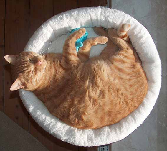 The PetFun window seat lounger