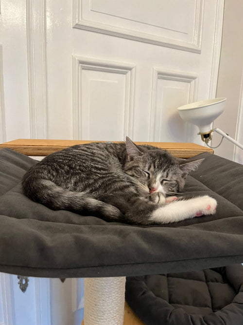 Cat cover/hammock from PetFun