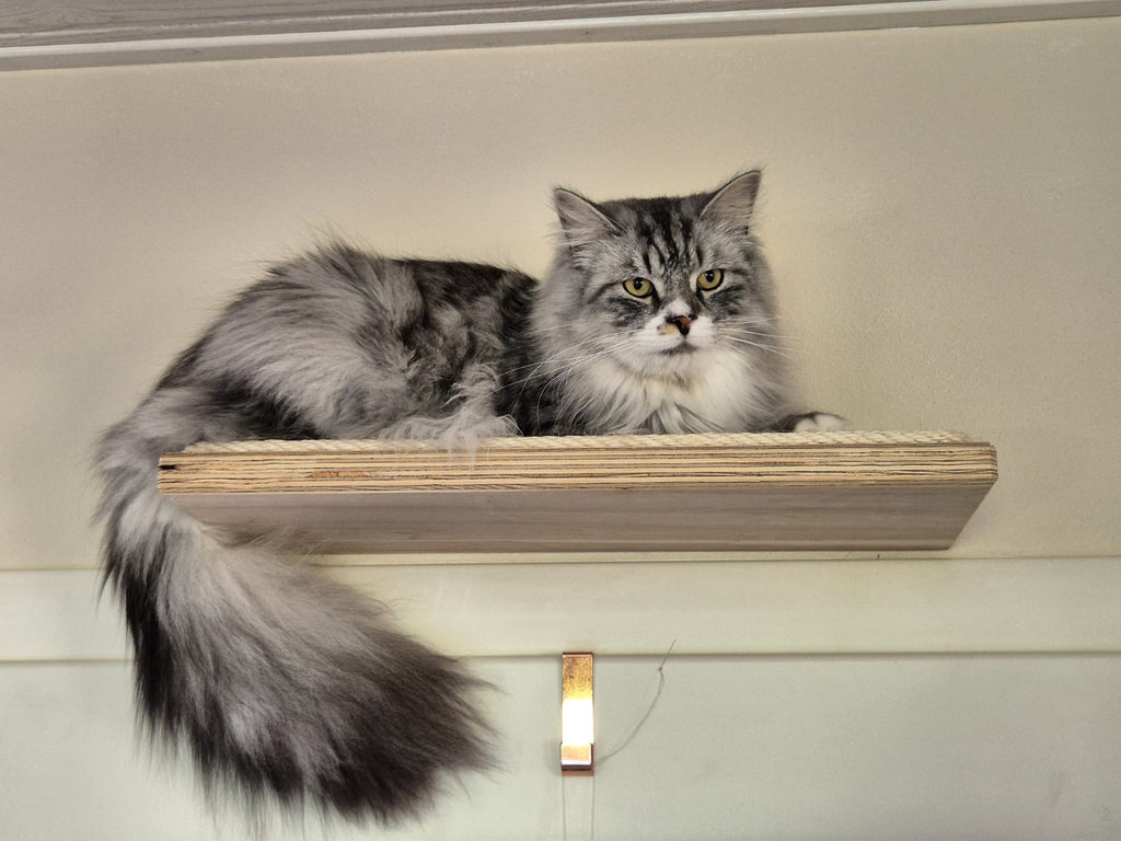 Laufsteg für Katzen von PetFun