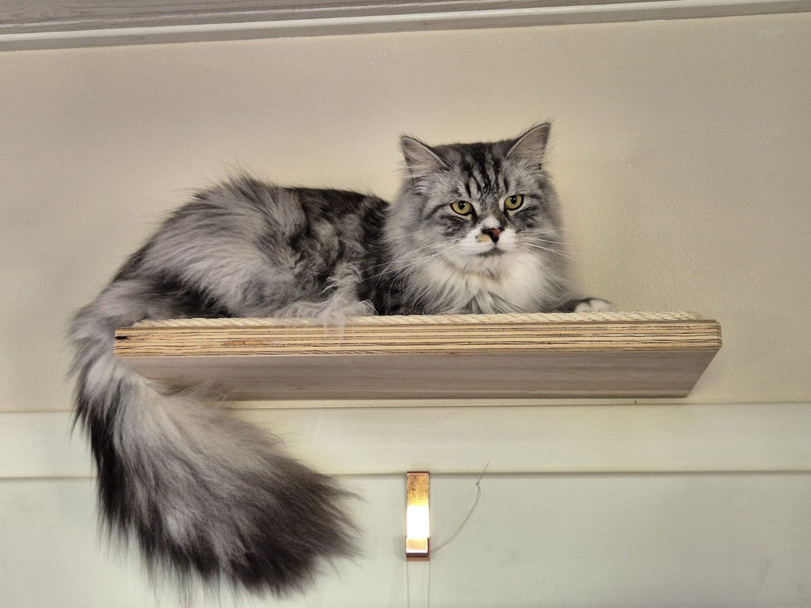 Laufsteg für Katzen von PetFun