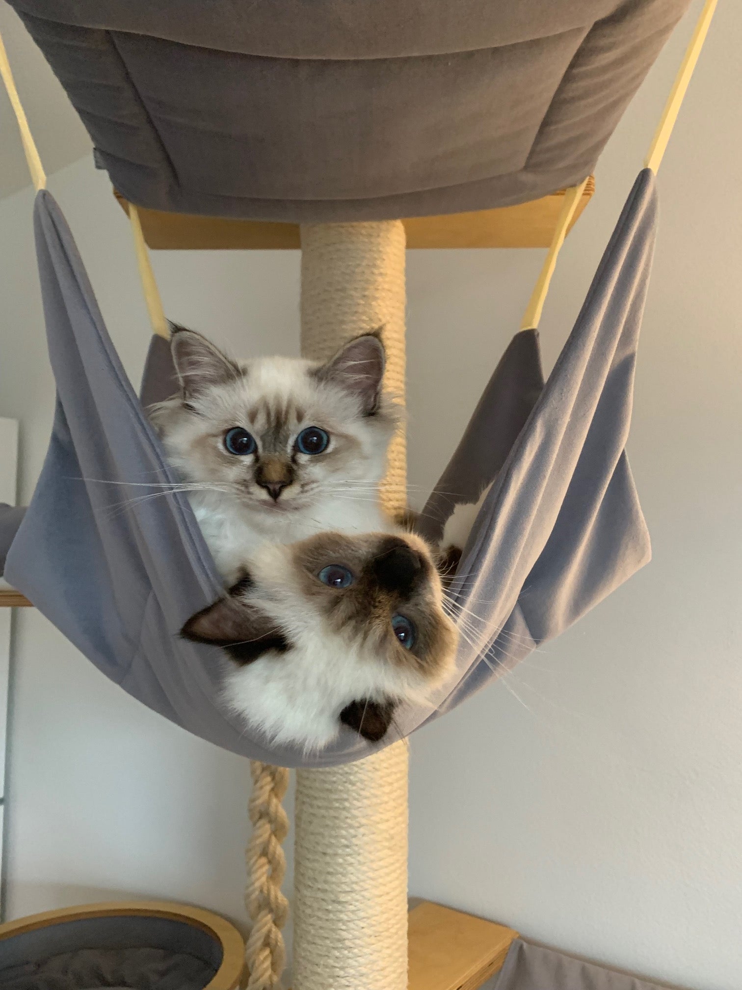 Unterhängematte für Katzen von PetFun
