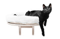 PetFun wall bed for cats