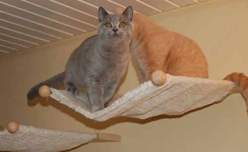 The PetFun wall-mounted cat hammock